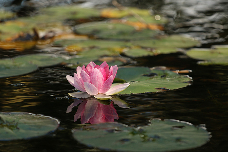 a pond
