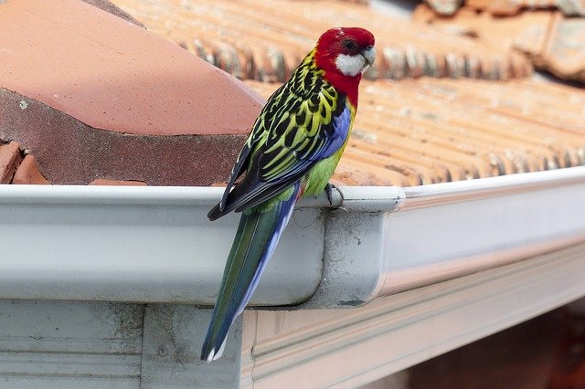 roof